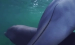 Zajímavá fakta o dolphins aphalines